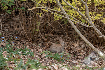bunny in the garden