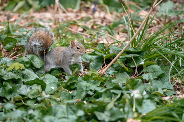squirrel on a grass