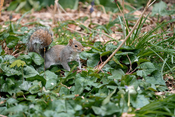 squirrel on a grass