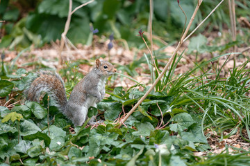 squirrel on a grass