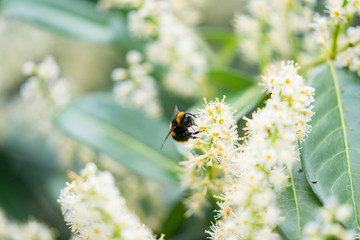 bumblebee on a blooming tree