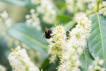 bumblebee on a blooming tree