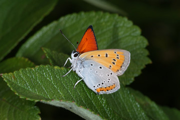 Lycaena dispar (HAWORTH, 1802) Großer Feuerfalter DE, RLP, Maringer Wies, Mosel 24.07.2013