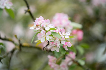 blooming apple tree