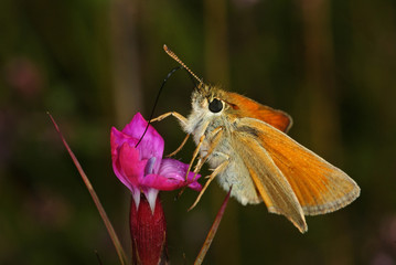Obraz premium Thymelicus sylvestris (PODA, 1761) Braunkolbiger Braundickkopffalter DE, NRW , Langenfeld 19.07.2013