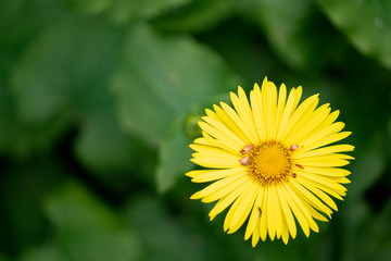 yellow flower in the grass