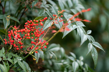 Obraz premium branch of tree with red berries