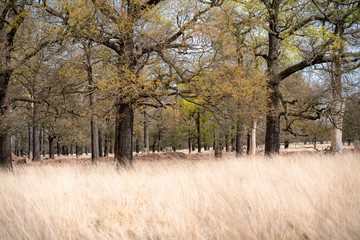 spring in the forest