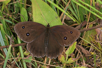Minois dryas (SCOPOLI, 1763) Blauäugiger Waldportier DE , BY , Murnauer Moos 30.07.2013