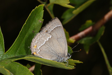 Favonius quercus (LINNAEUS, 1758) Blauer Eichen-Zipfelfalter DE, NRW , Langenfeld 19.07.2013
