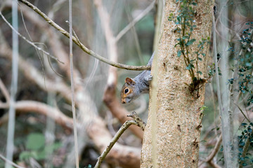 squirrel in a tree