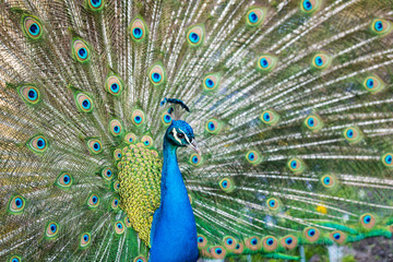 Beautiful blue peacock in a public park in Madrid