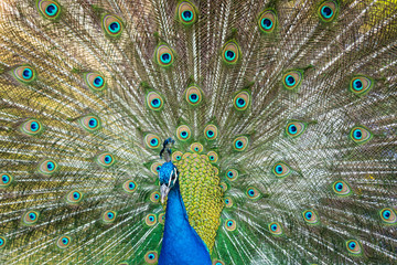Fototapeta na wymiar Beautiful blue peacock in a public park in Madrid