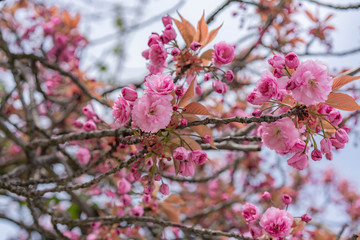 cherry blossom in spring