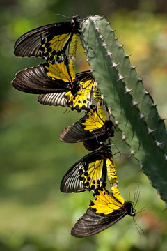 Butterflies mating on a cactus, Indonesia