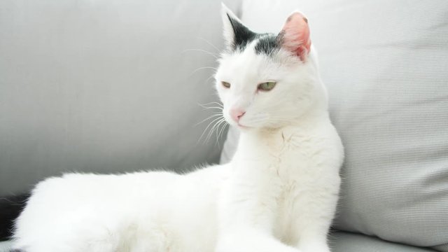 abby domestic shorthair cat grooming on the sofa looking at camera  4k video