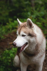 Obraz premium Beautiful dog breed siberian husky in the forest on rainy day