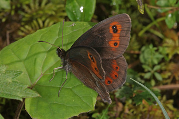 Erebia aethiops (ESPER, [1777]) Graubindiger Mohrenfalter DE , BY , Eibsee 07.08.2013
