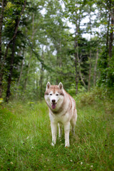 Portrait of free dog breed siberian husky standing in the green forest and looks like a wolf