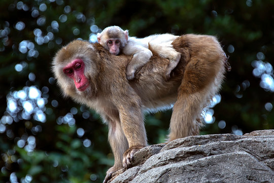 Snow monkey carrying an infant on her back, Japan