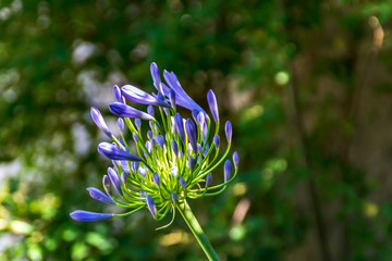 Fiori viola