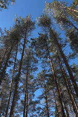 Winter forest covered in snow, vertical picture