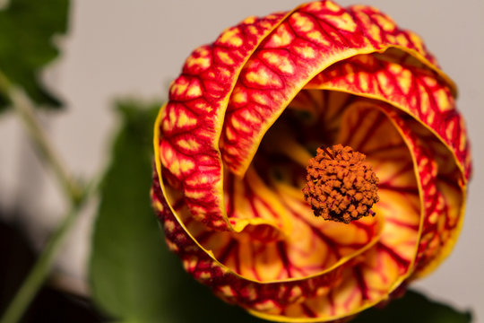 detail of japanese flower lantern