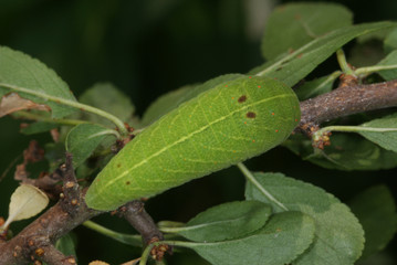 Iphiclides podalirius (LINNAEUS, 1758) Segelfalter , Raupe DE, RLP , Kröv , Mosel 24.07.2013