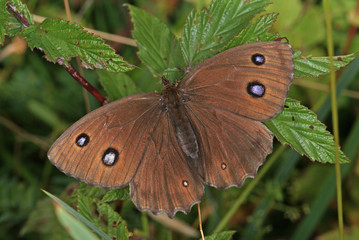 Minois dryas (SCOPOLI, 1763) Blauäugiger Waldportier DE , BY , Murnauer Moos 08.08.2013