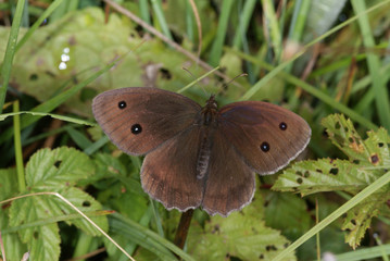 Minois dryas (SCOPOLI, 1763) Blau&auml;ugiger Waldportier DE , BY , Murnauer Moos 08.08.2013