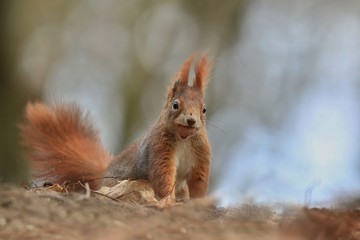 Naklejka na ściany i meble Art view on wild nature. Cute red squirrel with long pointed ears in autumn scene . Wildlife in November forest. Squirrel sitting on the ground. Sciurus vulgaris 