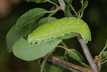 Iphiclides podalirius (LINNAEUS, 1758) Segelfalter DE, RLP, Kröv, Mosel 23.07.2013