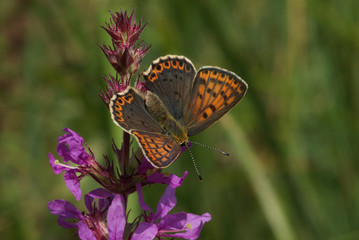 Lycaena tityrus (PODA, 1761) Brauner Feuerfalter DE, RLP, Maringer Wies, Mosel 30.07.2013