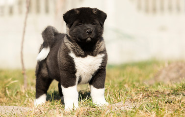 American Akita puppy for a walk