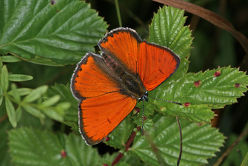 Lycaena dispar (HAWORTH, 1802) Großer Feuerfalter DE, RLP, Maringer Wies, Mosel 30.07.2013