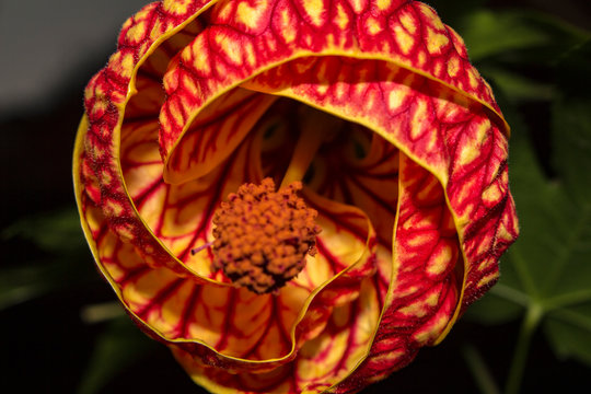detail of a flower