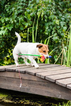 Dog as funny angler fetches toy fishing rod