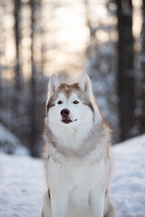 Beautiful, happy and cute Siberian Husky dog sitting on the snow path in the winter forest at sunset.