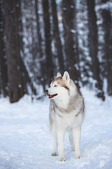 Cute and free Siberian Husky dog standing on the snow path in the winter forest at sunset.