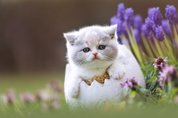 Britisch Kurzhaar Kitten im Osterei auf einer Wiese mit Blumen