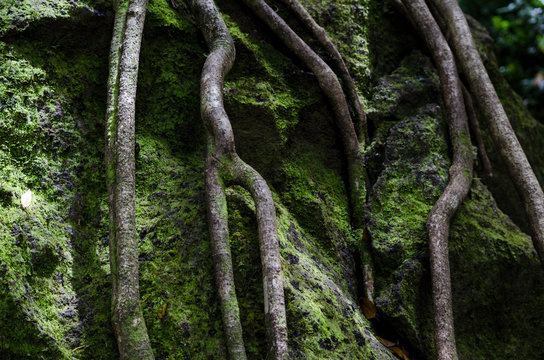 Tree roots over rock