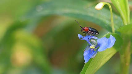 Fototapeta na wymiar insect on flower petal.