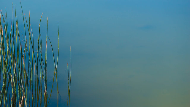 Close-up of horsetail reeds growing in a lake, United States
