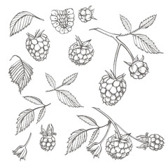 Hand drawn raspberry set isolated on white background. Retro sketch style graphic illustration.