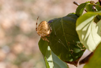 The spider (Araneus diadematus) with cobwebs