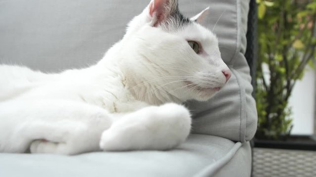 abby domestic shorthair cat grooming on the sofa looking at camera  4k video