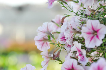 Petunia Hybrida or Petunia flower