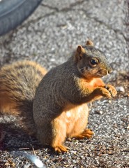squirrel eating nut
