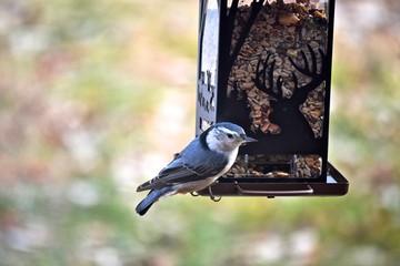 Fototapeta premium Beautiful Bird