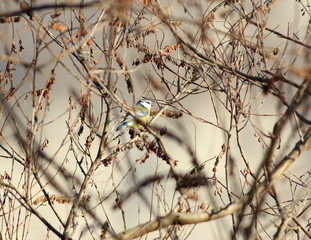 Blue tit hidden in the bare branches